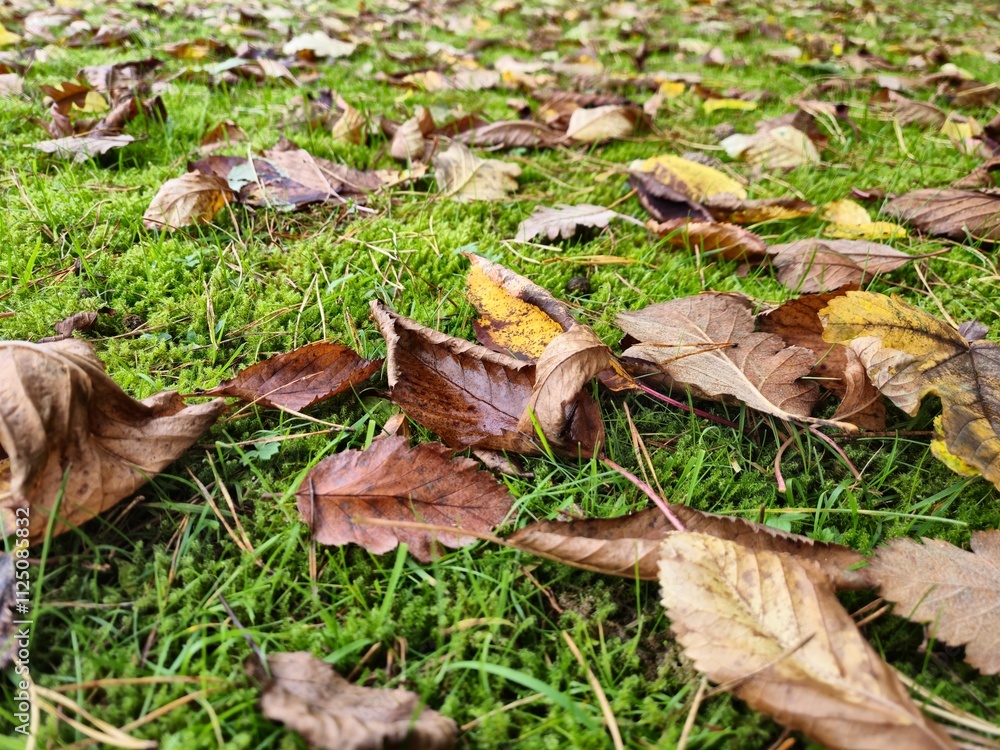 Autumn leaves on grass seasonal background Autumn leaves on grass seasonal background
