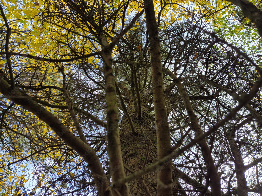 Tree branches in the deep forest background Tree branches in the deep forest background