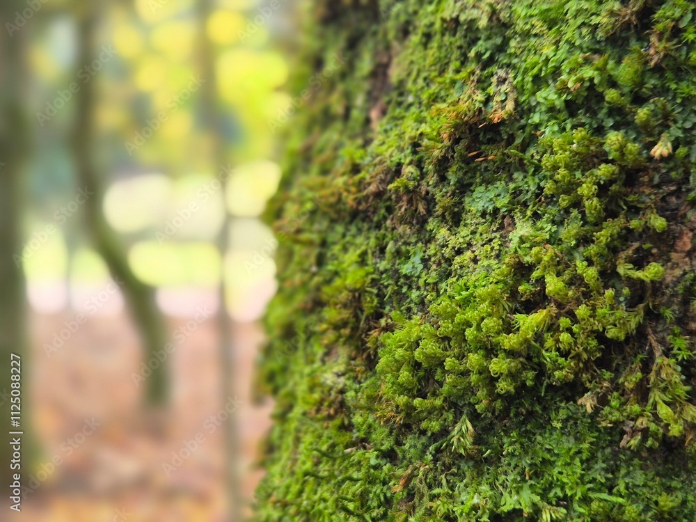 Naklejka premium Moss on a tree bark close view natural background