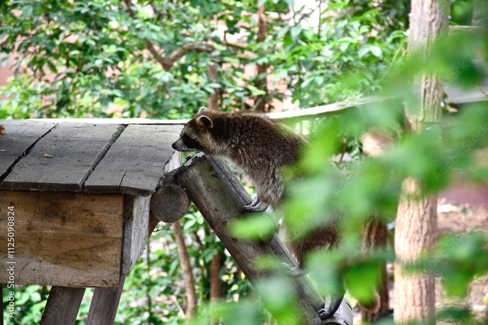 Obraz premium Raton laveur dans la verdure
