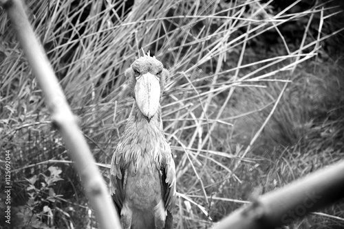 Portrait d'un bec en sabot du Nil  photo