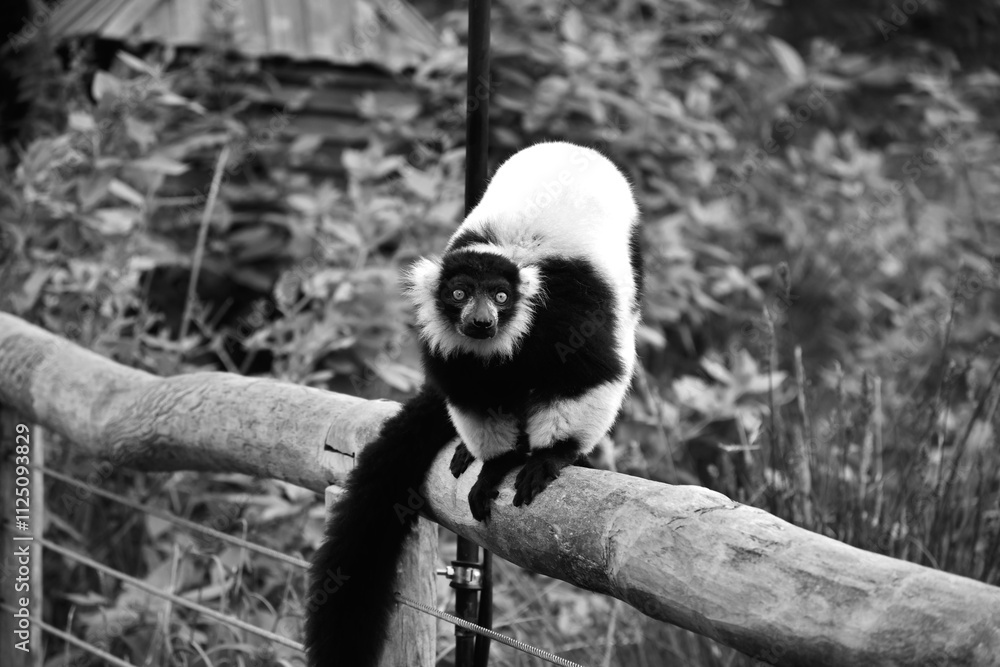 Fototapeta premium Vari en noir et blanc