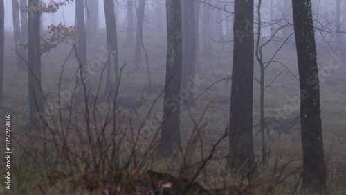 Wallpaper Mural The deer are running through the misty forest Torontodigital.ca