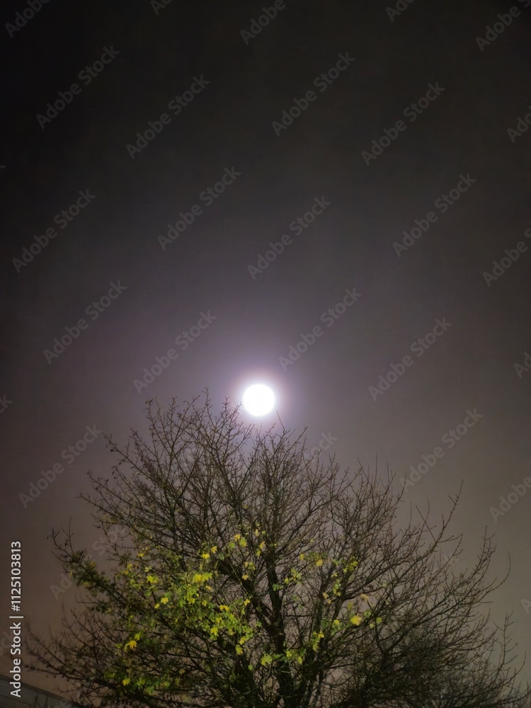 Moon shining in darkness over the tree Moon shining in darkness over the tree