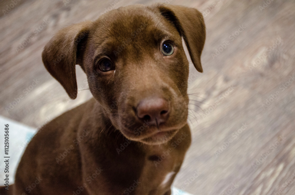 brown puppy sitting on the floor and looking at the camera brown puppy sitting on the floor and looking at the camera
