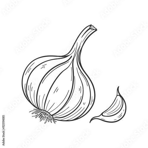 Hand drawn illustration of a garlic. Illustration of garlic bulb and clove. Vegetable sketch.