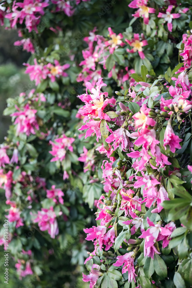 Beautiful Silk floss tree (ceiba speciosa) flowers. Beautiful Silk floss tree (ceiba speciosa) flowers.