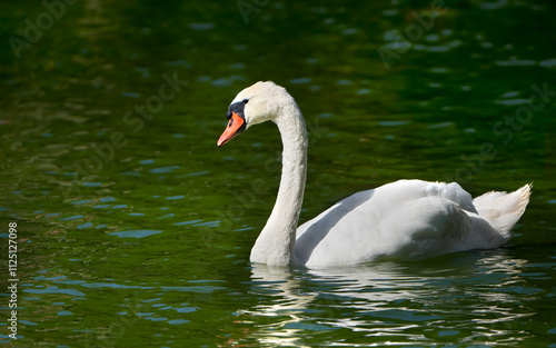 Höckerschwan (Cygnus olor) in Seitenansicht schwimmt im grünen Wasser eines Sees - Kölpinsee, Insel Usedom, Deutschland photo