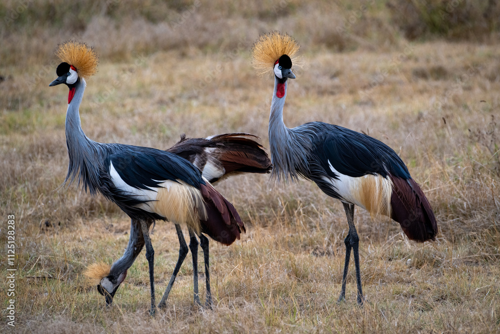 Obraz premium Three regal crown cranes stand gracefully in the lush grasslands of the Ngorongoro Crater, Tanzania.