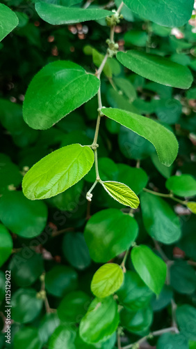Wallpaper Mural leaves in the pond Torontodigital.ca