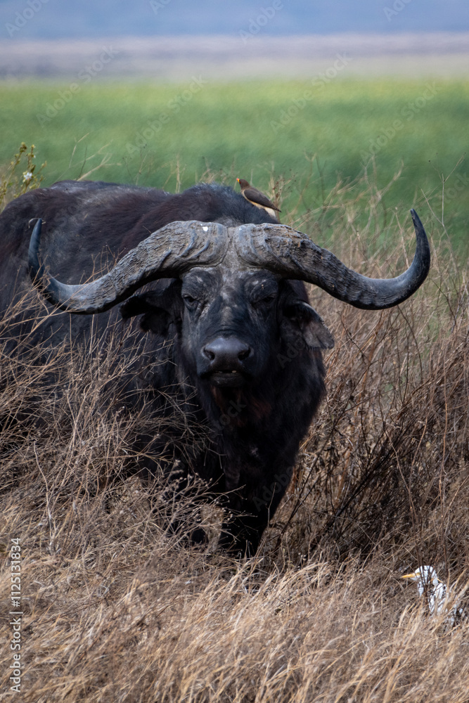 Naklejka premium A solitary Cape buffalo emerges from the tall golden grass in the Tanzanian savanna