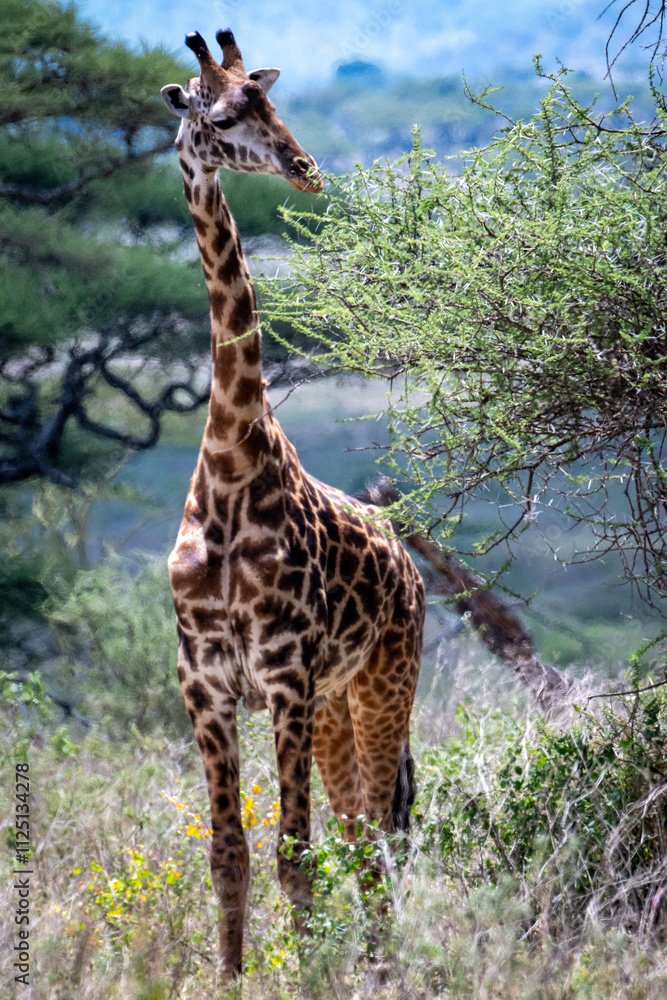 Obraz premium A Giraffe eats from an Acacia Tree