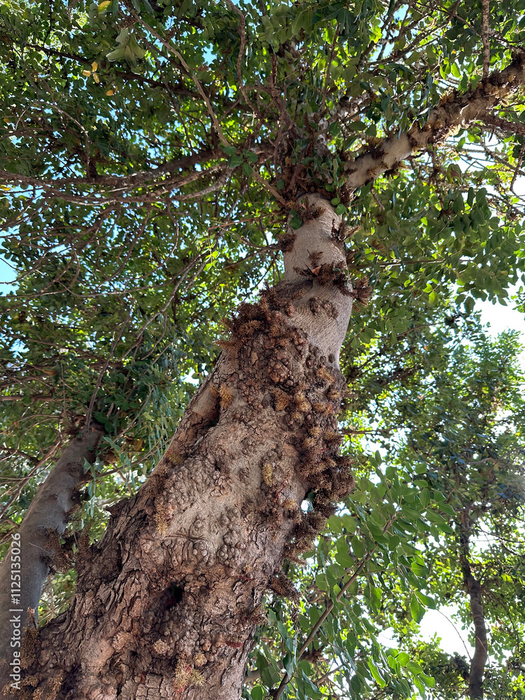Fototapeta premium Flowering Carob tree (lat.- Ceratonia siliqua)