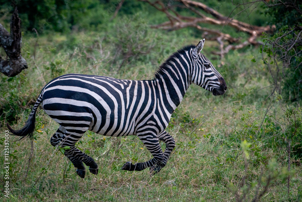 A lone zebra running in the Serengeti A lone zebra running in the Serengeti