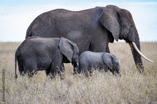 Photography Three African Elephants in the Serengeti