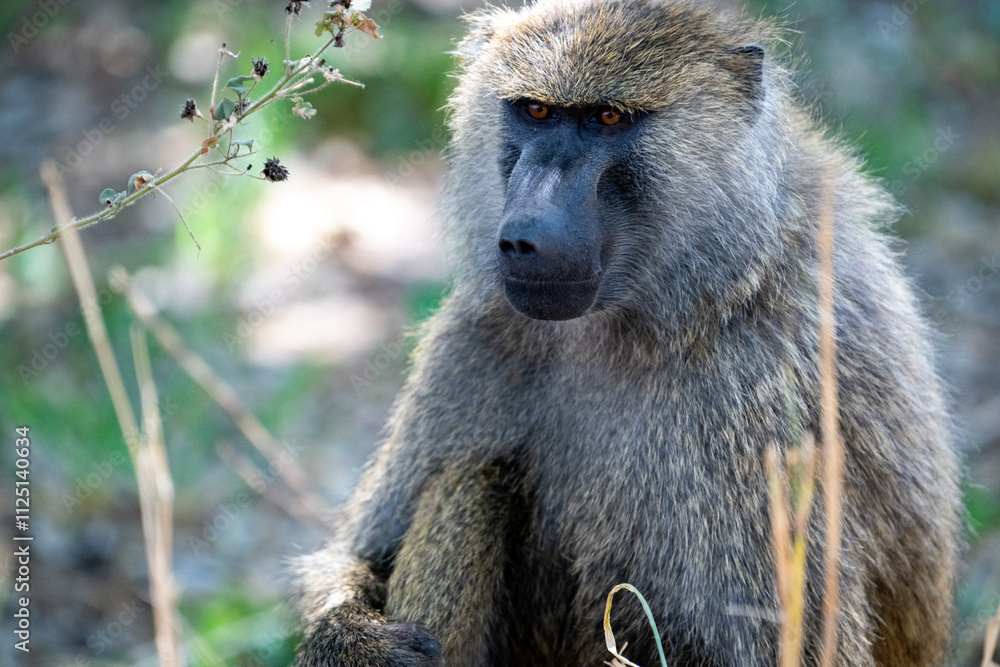 A Baboon staring intently A Baboon staring intently
