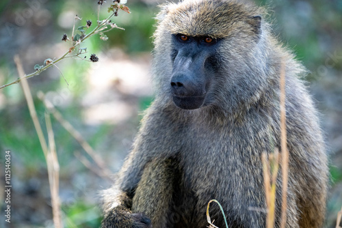 Photography A Baboon staring intently