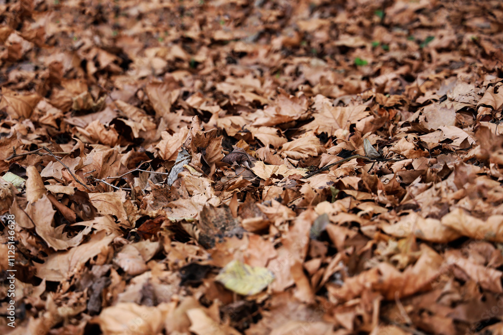 Fallen maple leaves covering ground, vibrant yellow brown foliage. soft focus background, warm autumnal colors, golden sunlight filtering through trees, autumn fall season. forest seasonal scene. Fallen maple leaves covering ground, vibrant yellow brown foliage. soft focus background, warm autumnal colors, golden sunlight filtering through trees, autumn fall season. forest seasonal scene.
