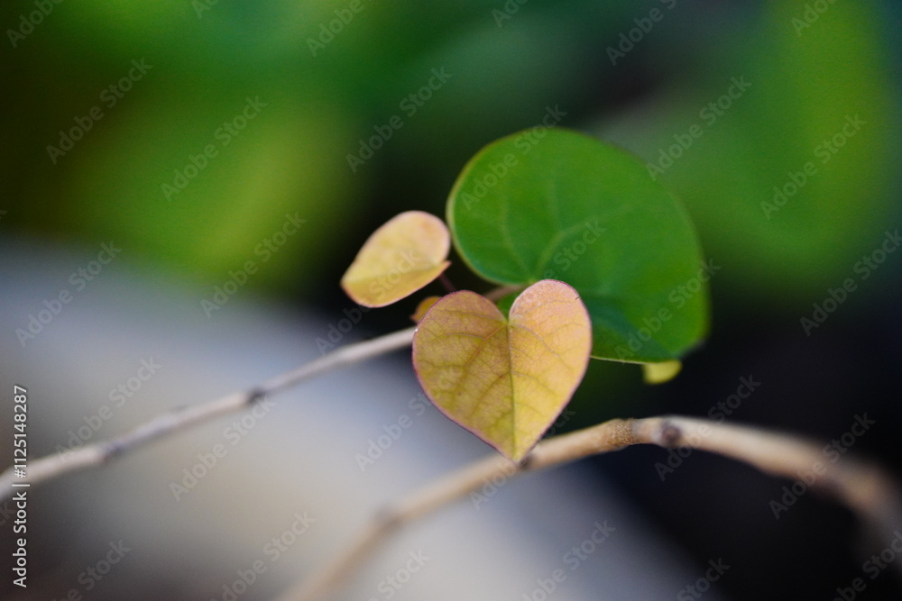 The broad, heart-shaped leaves of a redbud tree, displaying a mix of deep green and subtle purple undertones The broad, heart-shaped leaves of a redbud tree, displaying a mix of deep green and subtle purple undertones