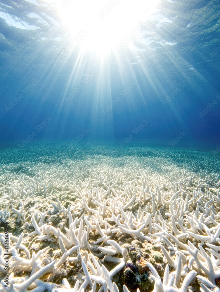 A large field of white sea grass with the sun shining brightly above it A large field of white sea grass with the sun shining brightly above it