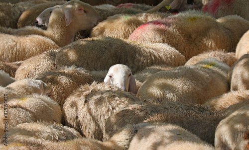 White sheep s face peeking out from the herd of livestock photo