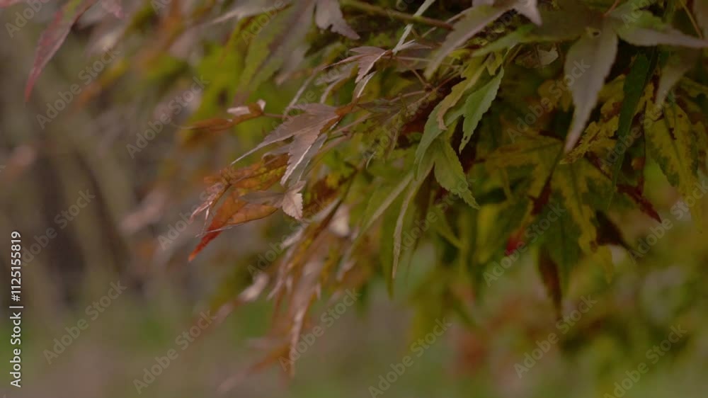 vidéo en slow motion du vent qui caresse les feuille en automne, excellente vidéo pour transition de plan par exemple vidéo en slow motion du vent qui caresse les feuille en automne, excellente vidéo pour transition de plan par exemple