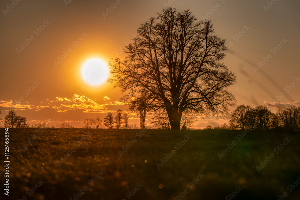 Lone tree in middle of open field Lone tree in middle of open field