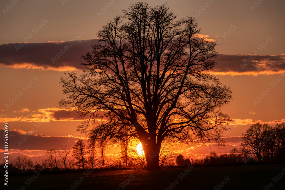 Lone tree in middle of open field Lone tree in middle of open field