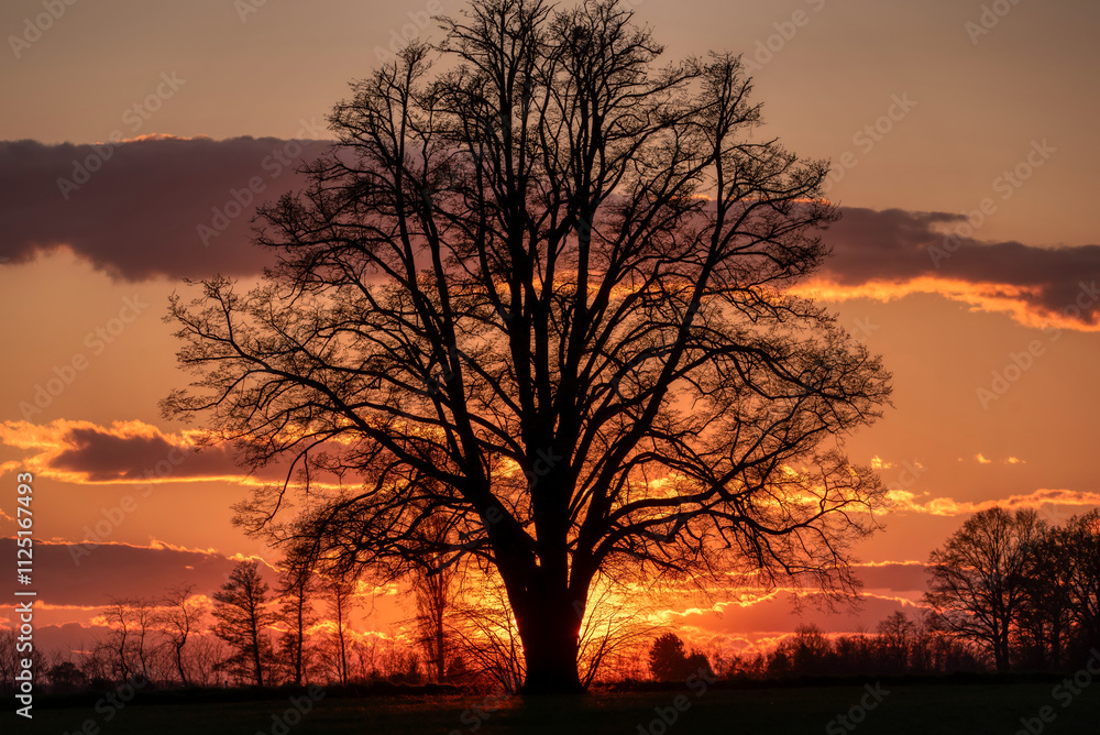 Lone tree in middle of open field Lone tree in middle of open field