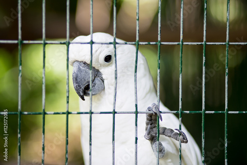 white parrot in cage photo