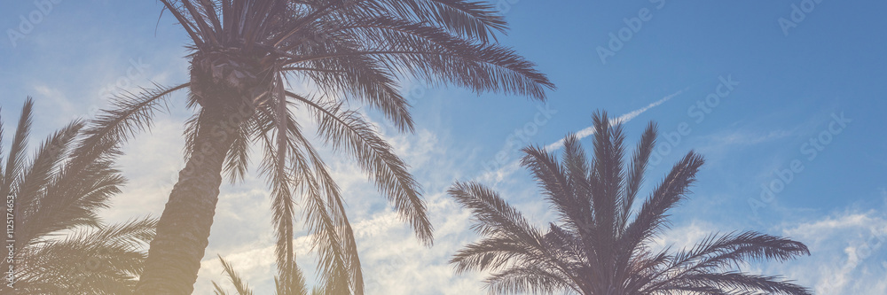 Palm trees at sunset