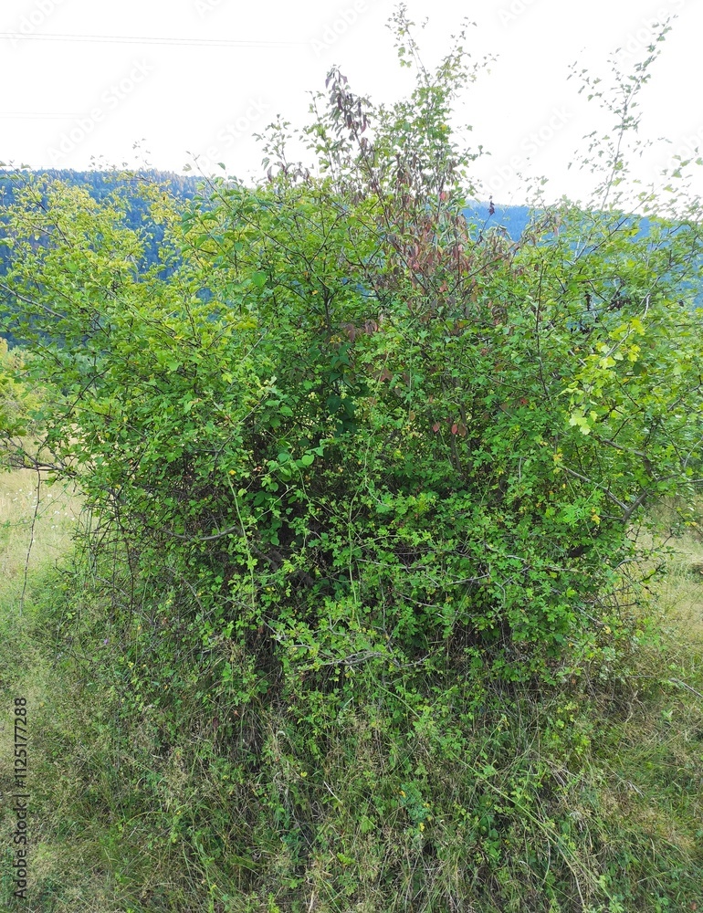 Nature photos. The eye of Ilidza and Ilidza, Sarajevo Nature photos. The eye of Ilidza and Ilidza, Sarajevo