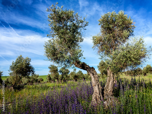 Primavera en el olivar photo