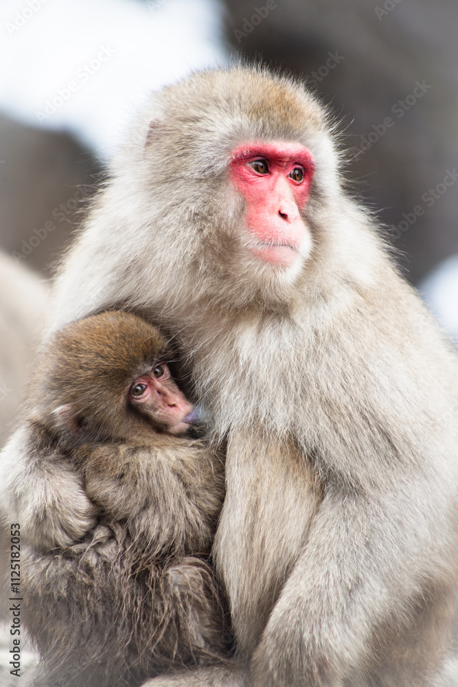 Japanese Snow Monkey in Hot Spring Nagano-Shi, Japan Japanese Snow Monkey in Hot Spring Nagano-Shi, Japan