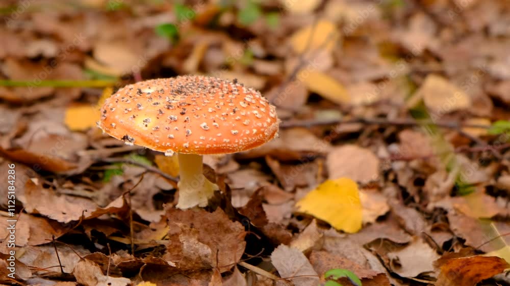 Bad mushrooms in the forest. Selective focus. Bad mushrooms in the forest. Selective focus.