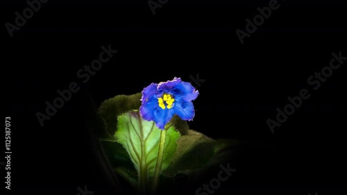 Blue-violet flowers commonly known as African violets. Vertical video, time lapse. Holiday decoration, gift. Ecology