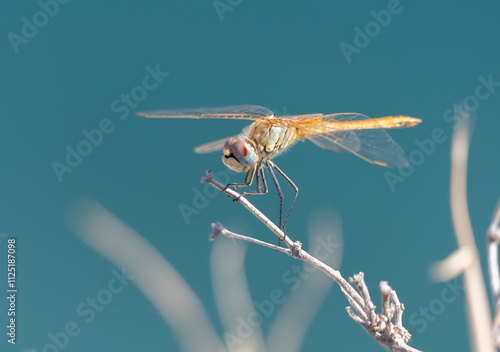 Damselfies, a type of small dragonfly, perch and rest on the grass with a natural bokeh background photo