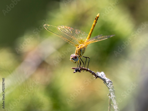 Damselfies, a type of small dragonfly, perch and rest on the grass with a natural bokeh background photo