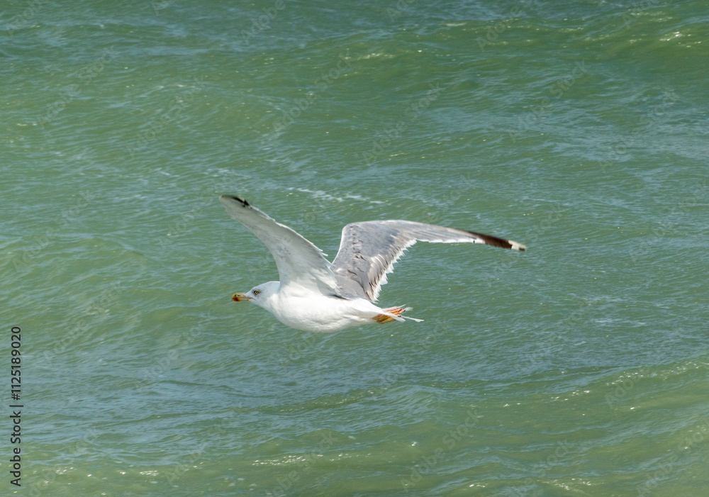 Seagull flying with blue sky background. sky and bird bottom up view landscape Seagull flying with blue sky background. sky and bird bottom up view landscape