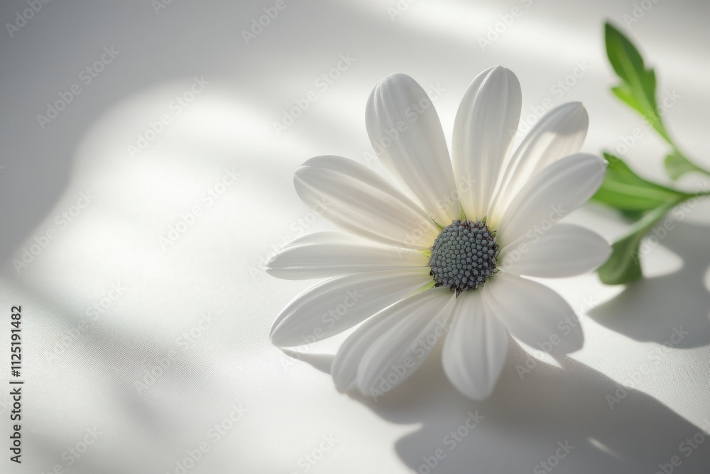 A striking white flower rests gently on a soft surface, embodying grace and resilience. This beautiful scene captures the essence of International Women's Day, inspiring joy and appreciation A striking white flower rests gently on a soft surface, embodying grace and resilience. This beautiful scene captures the essence of International Women's Day, inspiring joy and appreciation