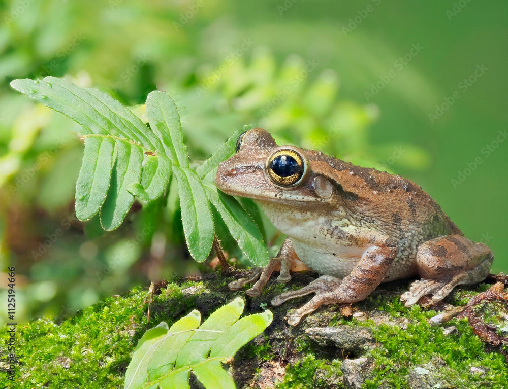 Obraz premium A Cuban Tree Frog on an Oak Tree Branch Covered in Moss and Resurrection Ferns