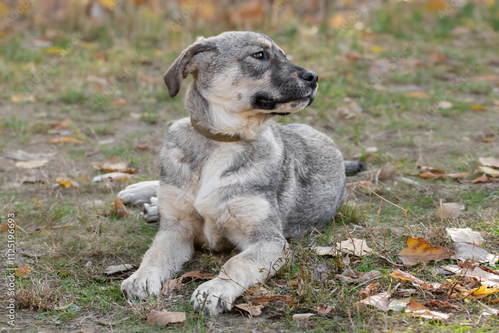 Fototapeta premium Portrait of a cute funny puppy.A mongrel puppy lies on the grass and looks with interest at the owner.The theme of animals.
