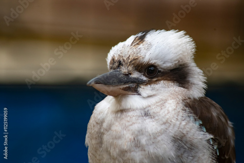 The Laughing Kookaburra (Dacelo novaeguineae). photo