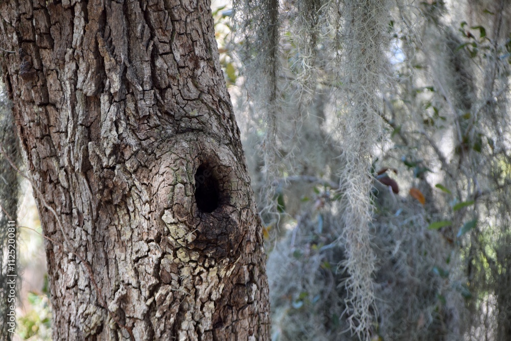 Obraz premium tree knot hole empty Spanish moss