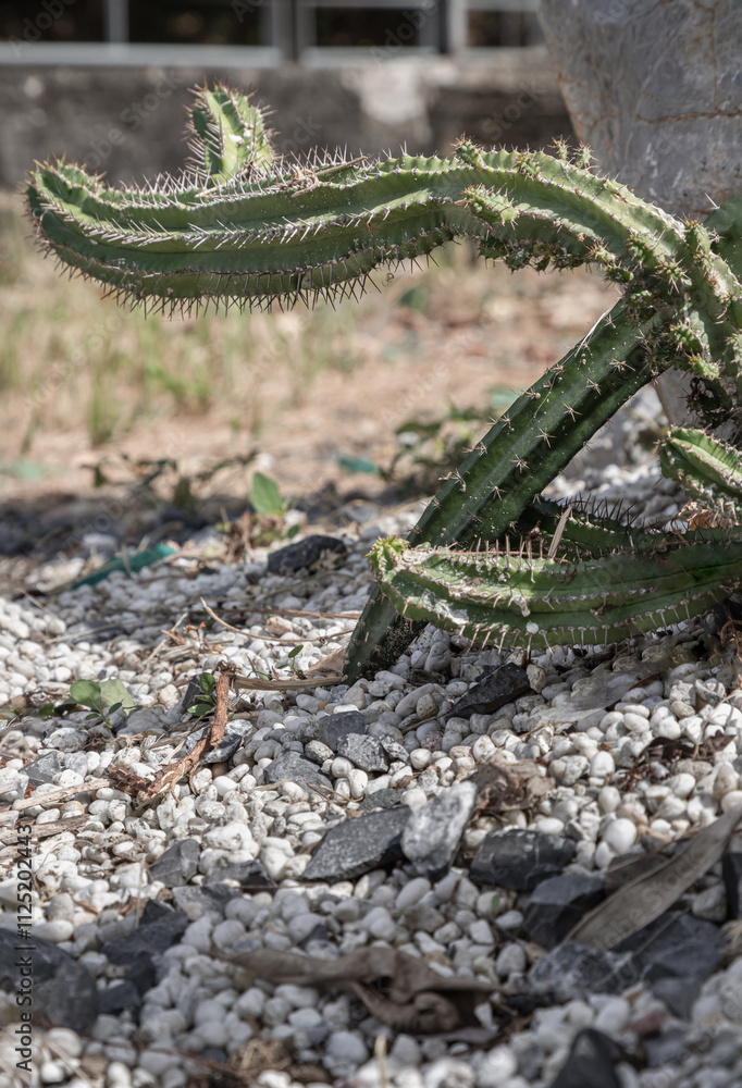 Obraz premium Stunning of Cactus Euphorbiaceae or Euphorbia Echinus. Nice cactus of the family of succulents plant, Ornamental plant, use it as your Wallpaper, Poster and Space for text, Selective focus.