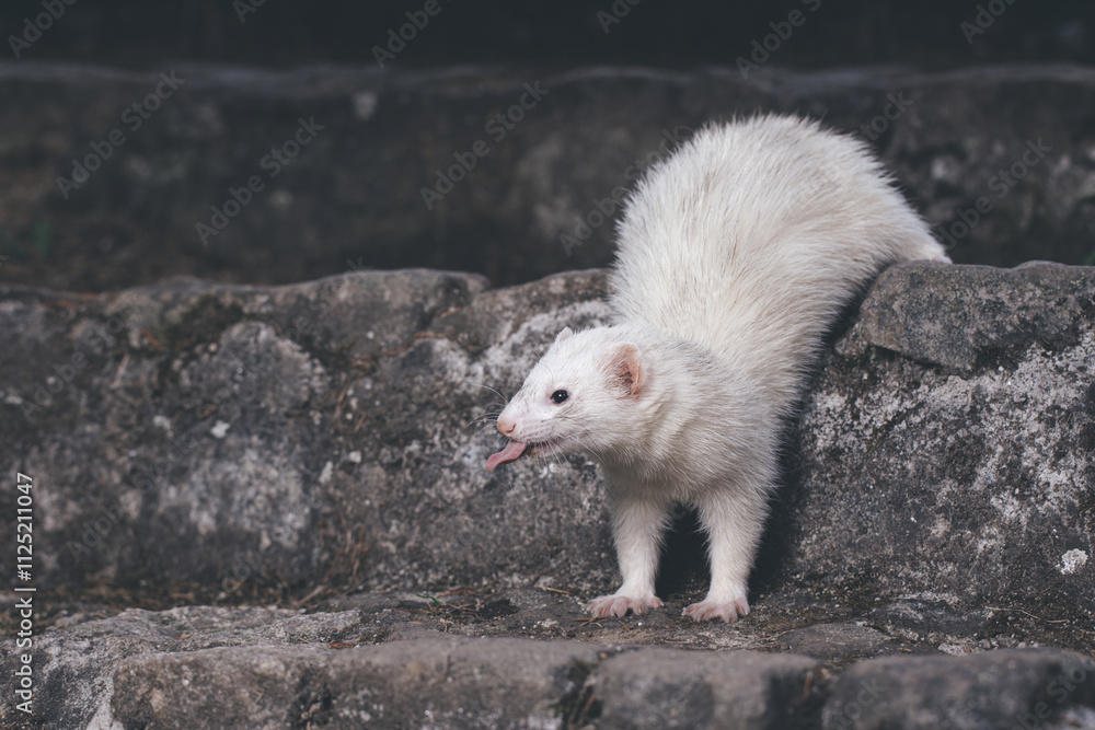 Ferret posing for portrait on old outdoor stone stairs Ferret posing for portrait on old outdoor stone stairs