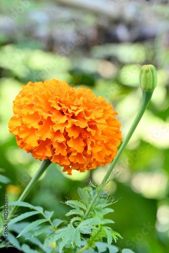 closeup the orange marigold flower with bud growing with leaves in the garden soft focus green brown background.