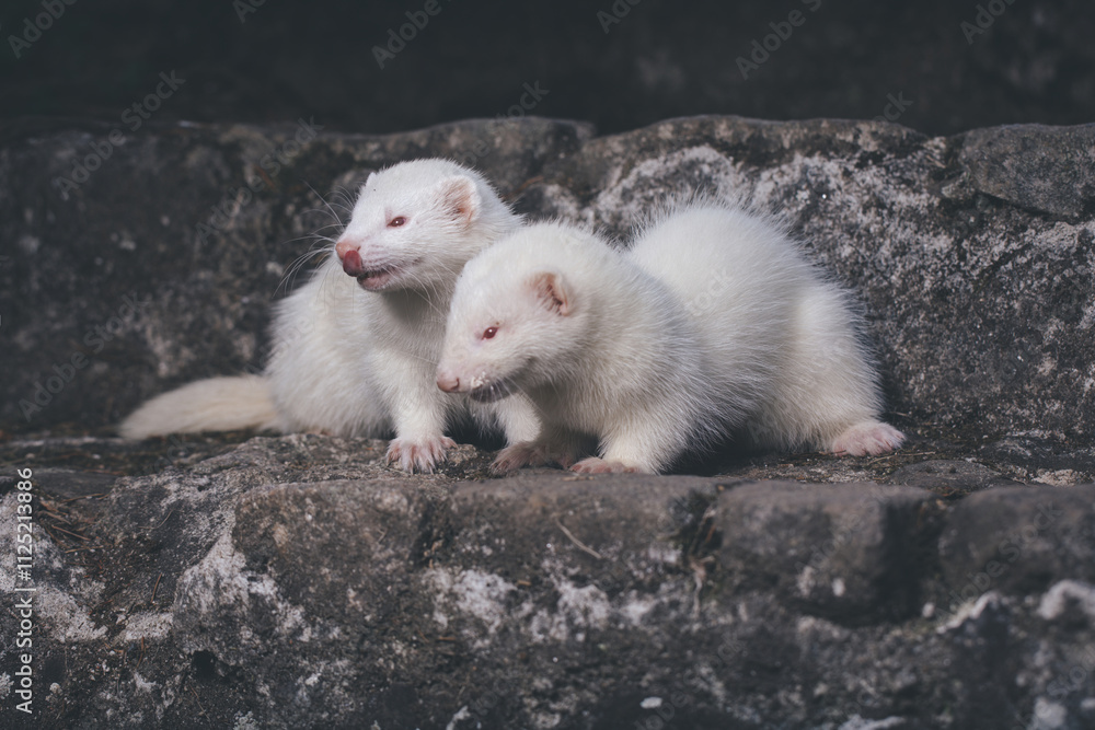 Ferret albino couple posing for portrait on old outdoor stone stairs Ferret albino couple posing for portrait on old outdoor stone stairs