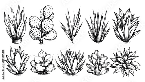 Agave Ink Sketch Set Modern Technique Illustration White Unique Artwork Creative Design Plant Decorative Elements Artistic Visuals Modern Graphics Distinctive Art Style Succulent