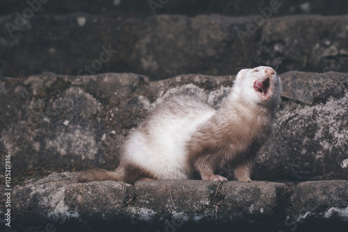 Champagne ferret posing for portrait on old outdoor stone stairs